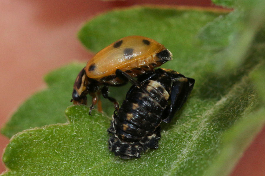 Hippodamia variegata - ciclo vitale